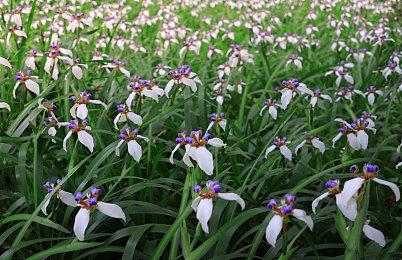 休闲解谜游戏《Seedlings》明年4月上线steam 官方发布预告片